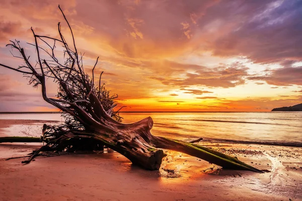 熱帯のビーチで死んだ木の幹 — ストック写真