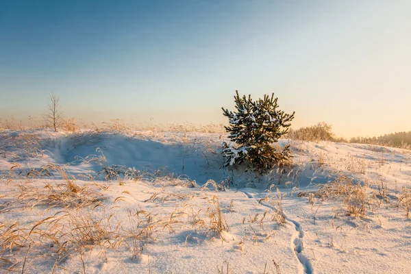 Pôr do sol no campo de inverno — Fotografia de Stock