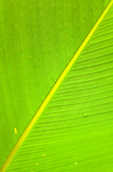 Texturas de folha de palma verde — Fotografia de Stock