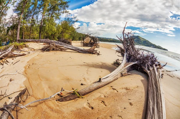 ビーチでの死んだ木の幹 — ストック写真