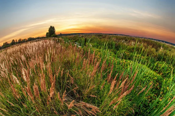 Západ slunce v létě pole — Stock fotografie