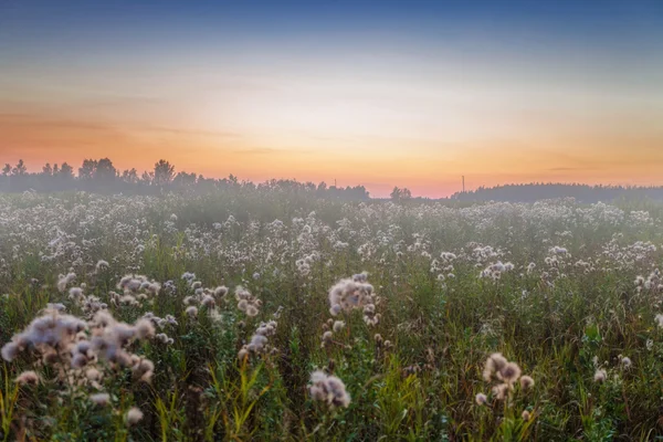 Foggy sunset in summer field — Stock Photo, Image