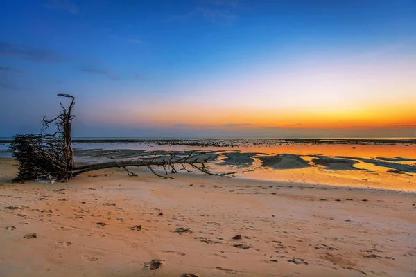 Dead tree trunk on tropical beach — Stock Photo, Image