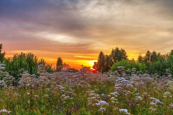 Solnedgång i sommaren sätter — Stockfoto