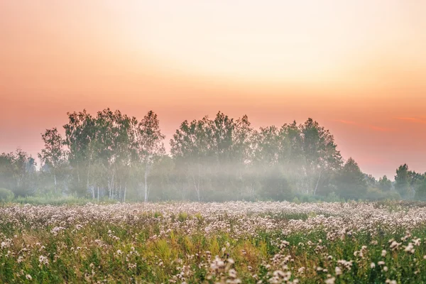 Foggy sunset in summer field — Stock Photo, Image