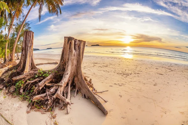 Ağaç kütükleri tropikal plaj — Stok fotoğraf