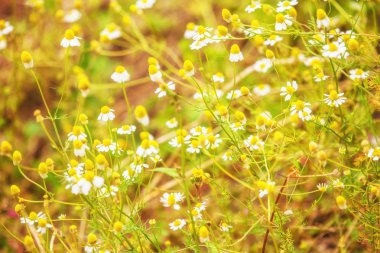 çayır papatyaları güneş ışıkları.