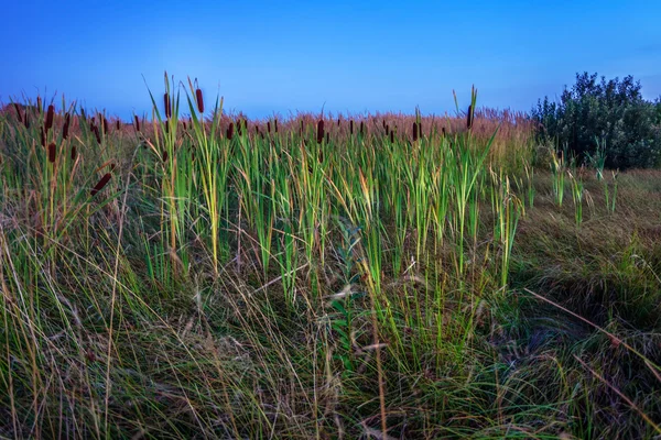 Paisagem noturna — Fotografia de Stock