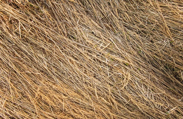 Gedroogd gras textuur — Stockfoto