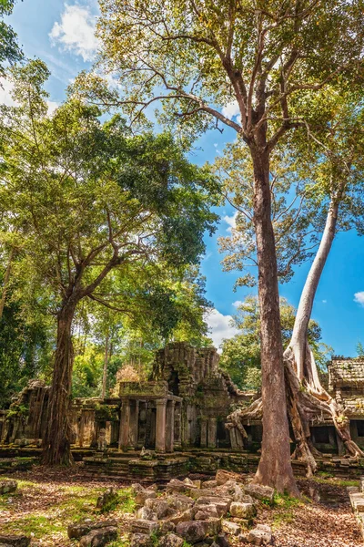 Jungle Forest at Angkor Wat Area — Stock Photo, Image