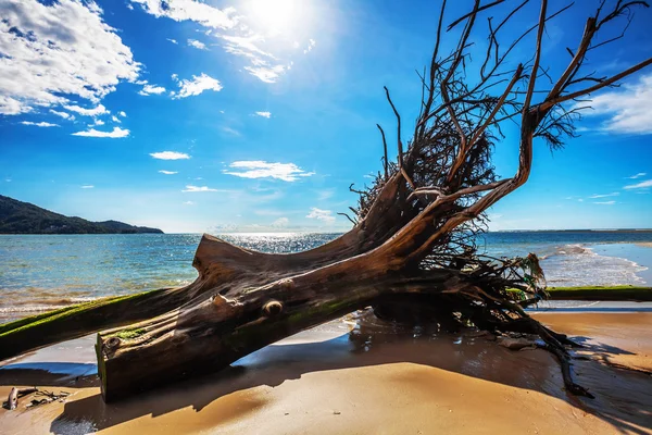 Död trädstam på stranden — Stockfoto