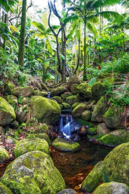 büyük ada ormanda küçük bir dere. Hawaii.