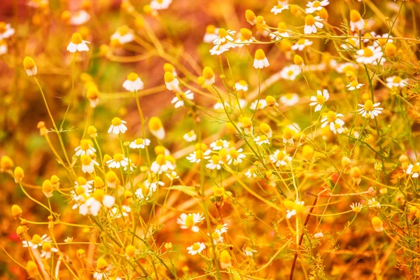 Meadow daisies in sun lights — Stock Photo, Image