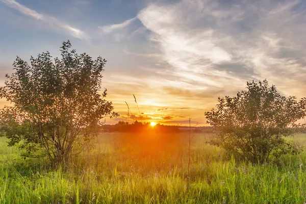 Zonsondergang in de zomer veld — Stockfoto