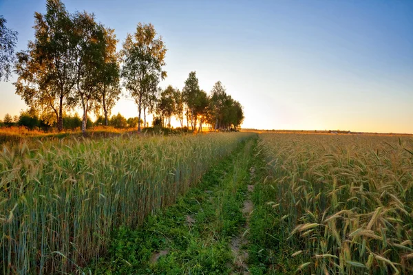 Solnedgång i sommaren sätter med råg — Stockfoto