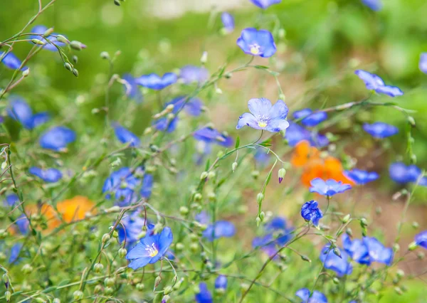 Flowers in sunlight — Stock Photo, Image