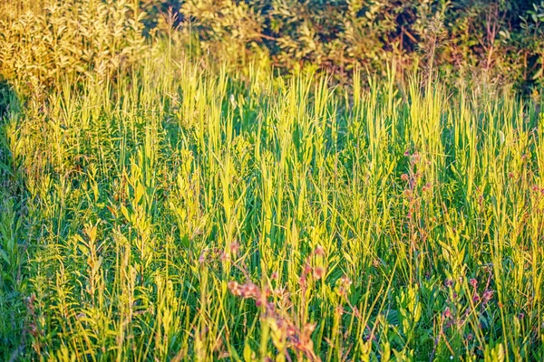 Herbe en plein soleil — Photo