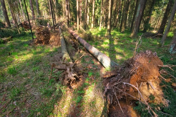 Zomer bos — Stockfoto