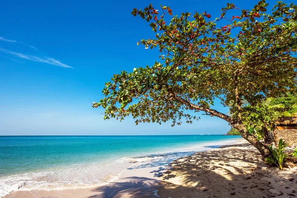 Spiaggia tropicale esotica. — Foto Stock