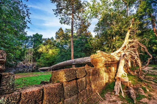 Dżungla Las w angkor wat obszarze — Zdjęcie stockowe