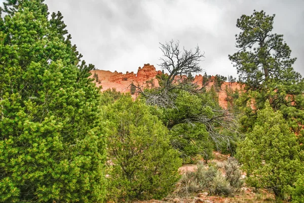 Slopes of Zion canyon. Utah. USA. — Stock Photo, Image