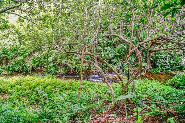 Creek in jungle — Stock Photo, Image
