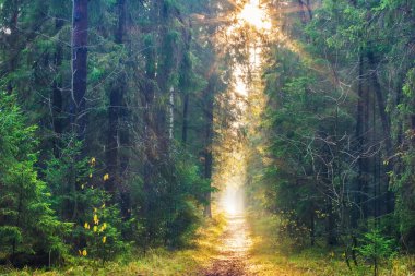  Ormandaki bir sis içinde güneş ışını