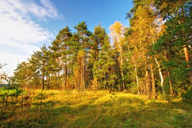 güneşli bir sonbahar gecesi alan