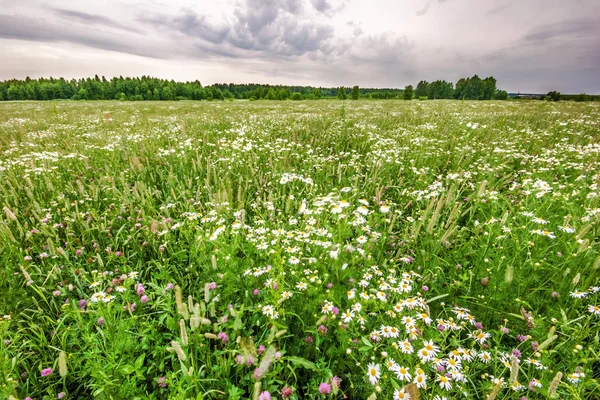 Fält med prästkragar — Stockfoto