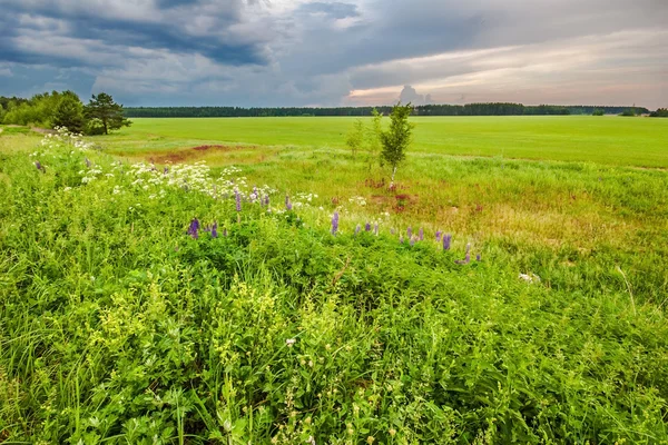 Zonsondergang in de zomer veld — Stockfoto