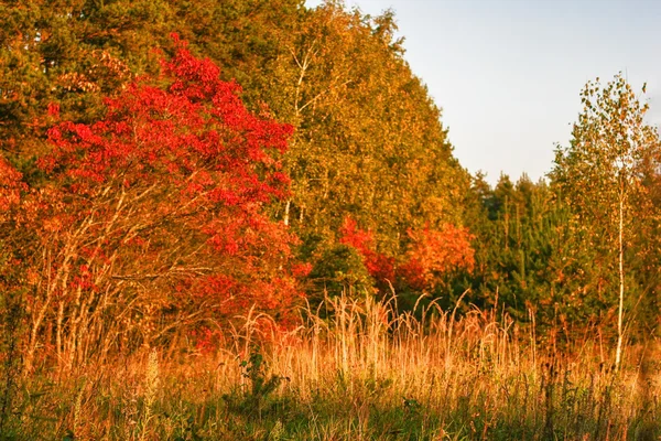 Zonnige herfst veld — Stockfoto