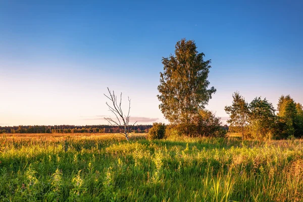 Sunny autumnal field — Stock Photo, Image