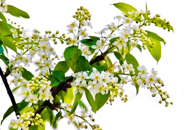 Weiße Jasminblüte auf weißem Hintergrund — Stockfoto