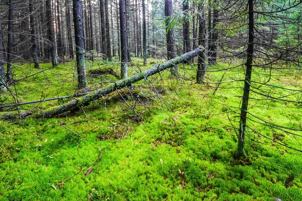 Borový les s mechem zem — Stock fotografie