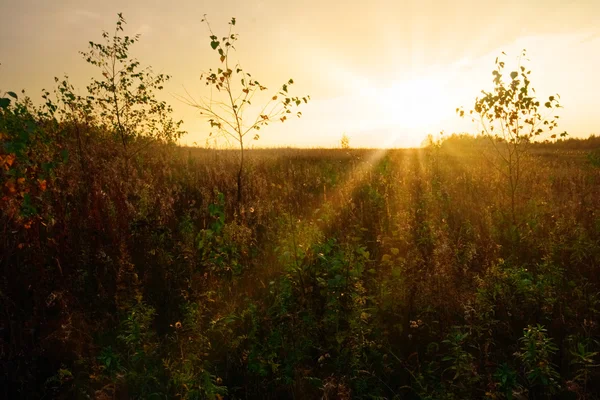 Campo de outono ensolarado — Fotografia de Stock