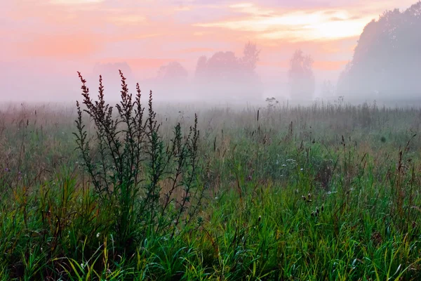 Foggy tramonto nel campo estivo — Foto Stock