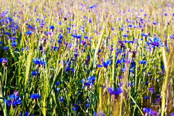 Sommerfeld mit Kornblumen — Stockfoto
