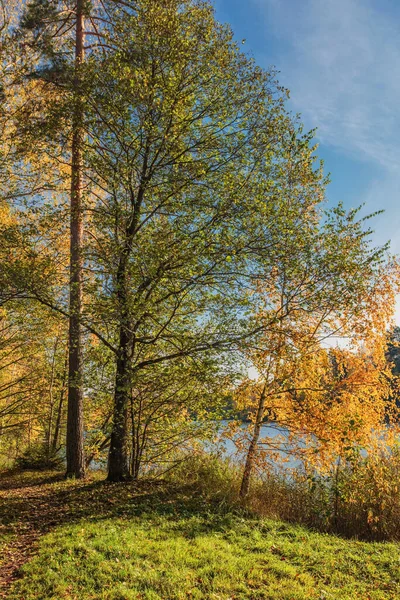 Árvores Arbustos Perto Lago Floresta Outono Natureza Paisagem — Fotografia de Stock