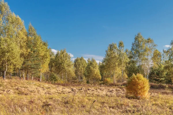 Höstlandskap Buske Och Träd Äng Med Torrt Gräs — Stockfoto