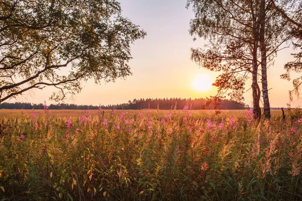 Пейзаж Колоритним Заходом Сонця Літньому Полі Квітами — стокове фото