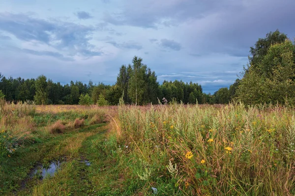 Percorso Campo Estivo All Ora Del Tramonto Sfondo Della Natura — Foto Stock