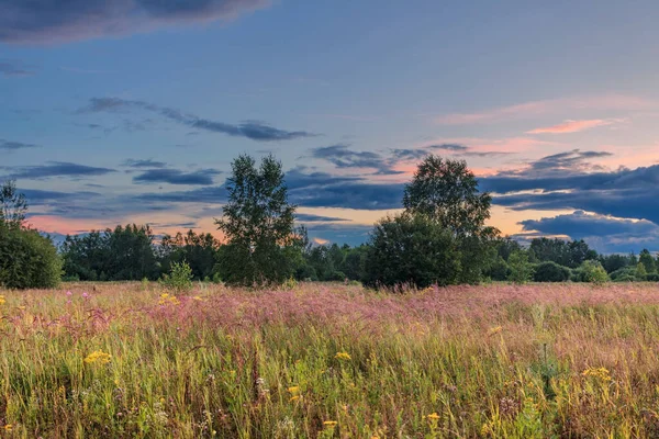 Krajina Sloupcovým Západem Slunce Letním Poli Květinami — Stock fotografie