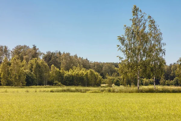 Groene Zomer Veld Zonnige Dag Onder Blauwe Hemel Natuur Achtergrond — Stockfoto