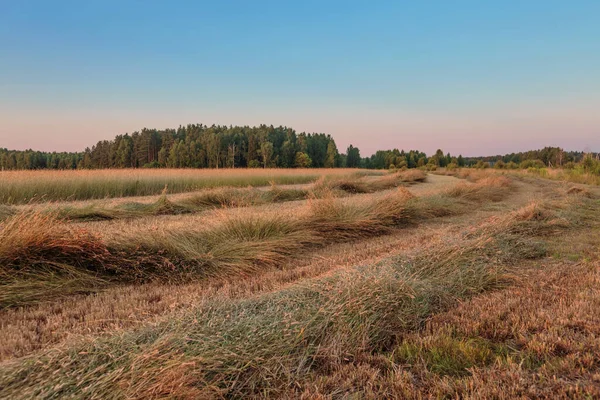 Vägen Ett Sommarfält Solnedgångstid Naturbakgrund — Stockfoto