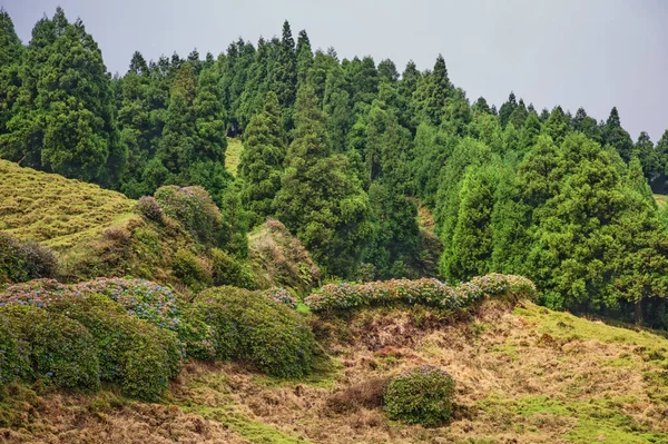 Berghang Voll Bedeckt Mit Unzähligen Bäumen Und Blumen Vordergrund Die — Stockfoto