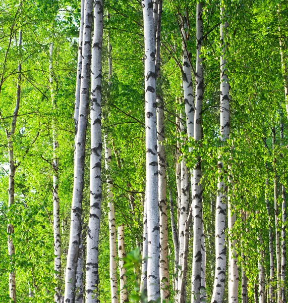 봄 녹색 자작나무 숲 — 스톡 사진