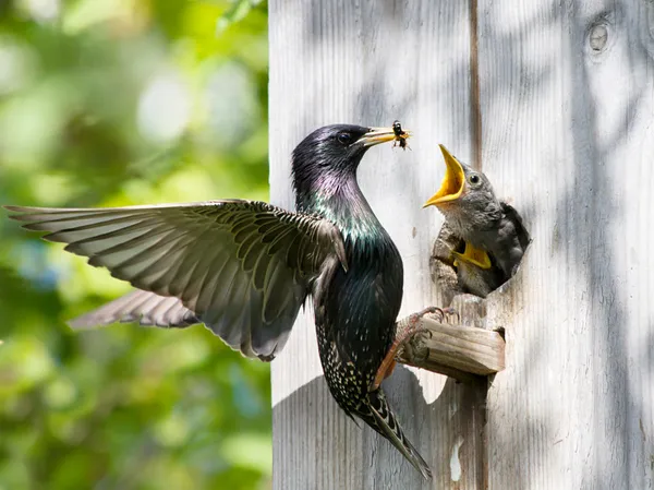 Starling foder hans ungen — Stockfoto