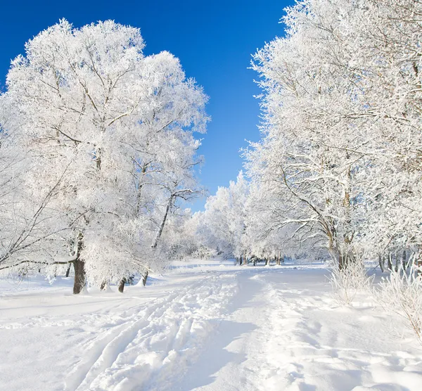 Parque de inverno na neve — Fotografia de Stock