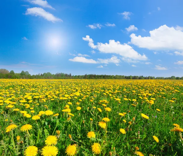 Campo de flores amarelas sob céu azul nublado — Fotografia de Stock
