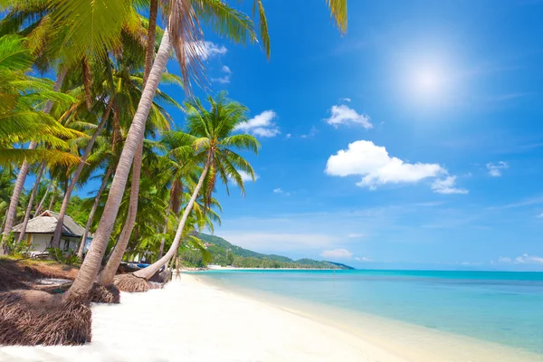 Tropische strand met kokospalm — Stockfoto